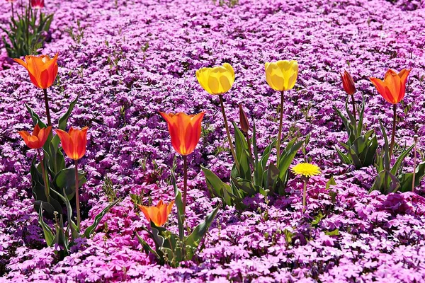 Dies Ist Eine Tulpe Korea — Stockfoto