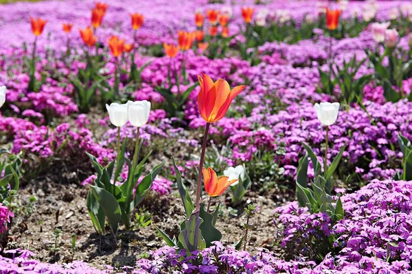 Isto Uma Tulipa Coreia — Fotografia de Stock