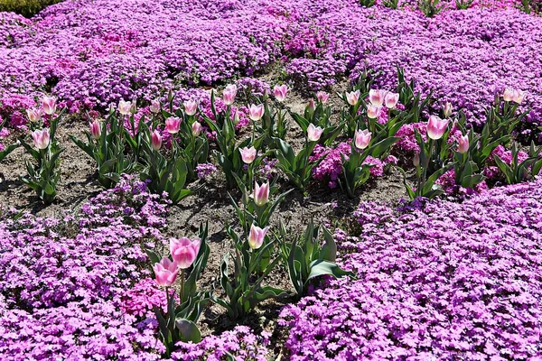 Tulip Korea — Stock Photo, Image