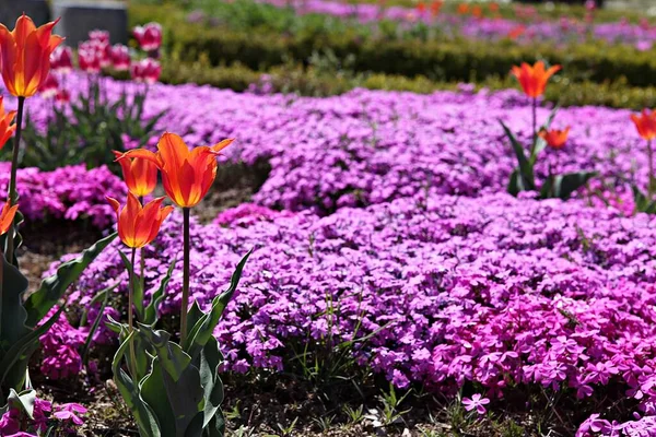 Dies Ist Eine Tulpe Korea — Stockfoto