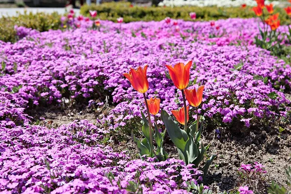 Dies Ist Eine Tulpe Korea — Stockfoto