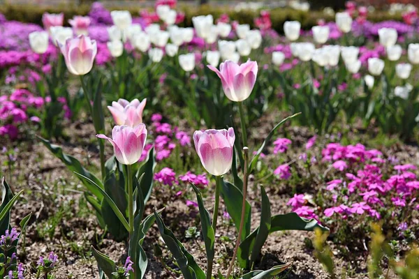 Isto Uma Tulipa Coreia — Fotografia de Stock