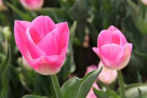 Isto Uma Tulipa Coreia — Fotografia de Stock