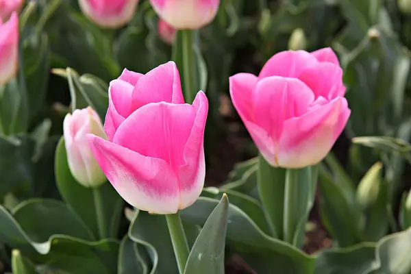 Isto Uma Tulipa Coreia — Fotografia de Stock