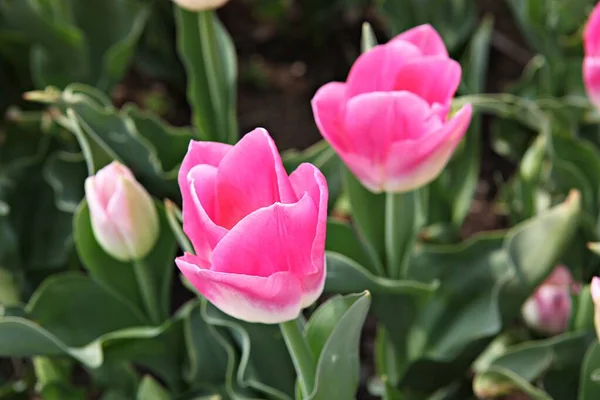 Isto Uma Tulipa Coreia — Fotografia de Stock