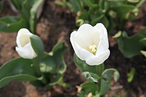 Dies Ist Eine Tulpe Korea — Stockfoto