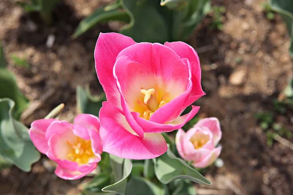 Este Tulipán Corea — Foto de Stock