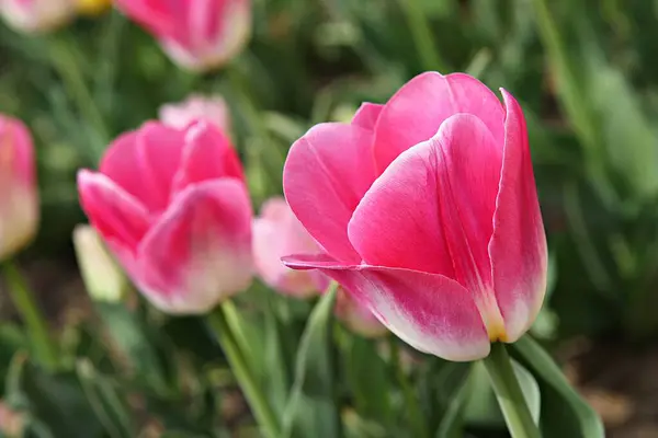 Este Tulipán Corea — Foto de Stock