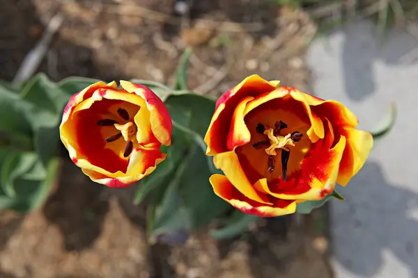 Este Tulipán Corea — Foto de Stock