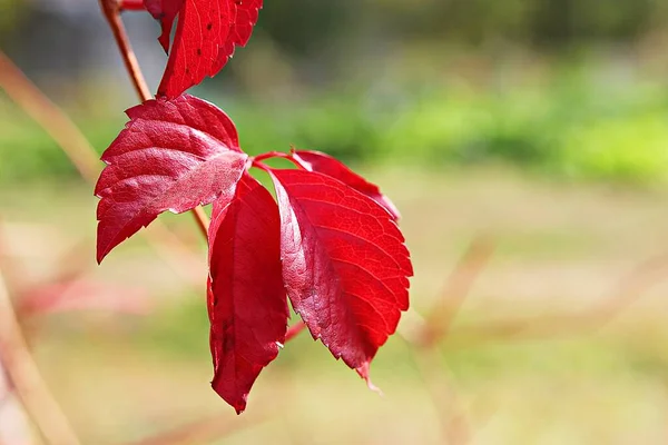 Autumn Leaves Korea Dyeing — Stock Photo, Image