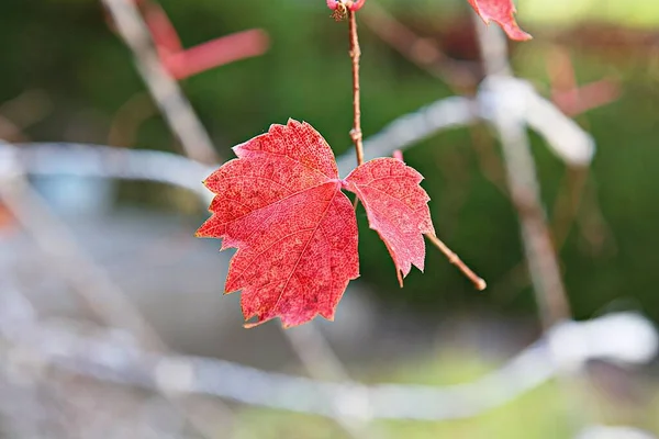 Autumn Leaves Korea Dyeing — Stock Photo, Image