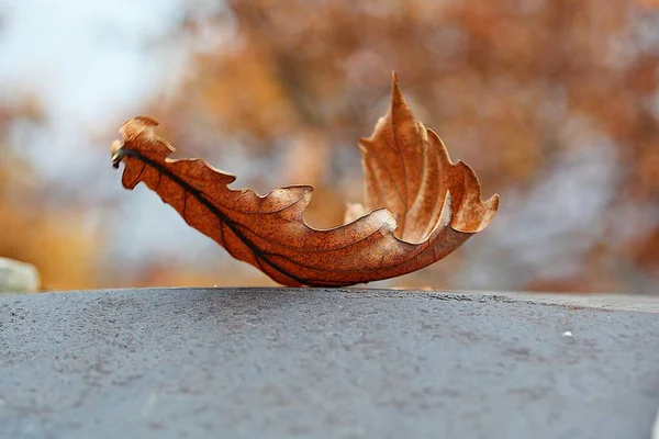 Herfstbladeren Korea Verven — Stockfoto