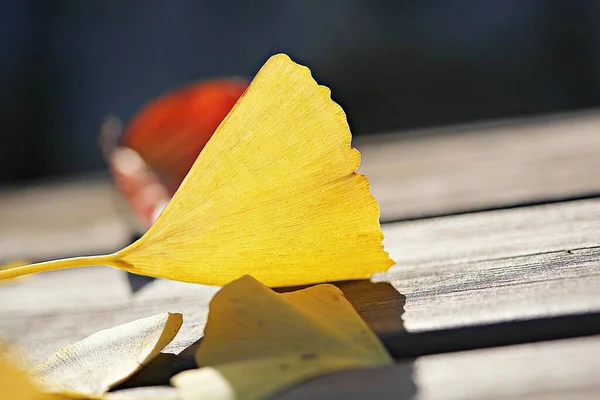 코레아의 나뭇잎이 염색을 있습니다 — 스톡 사진