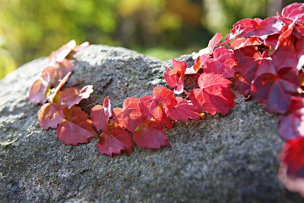 Herbstlaub Korea Färbt Sich Ein — Stockfoto