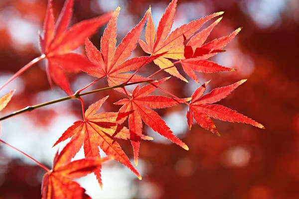 Autumn Leaves Korea Dyeing — Stock Photo, Image