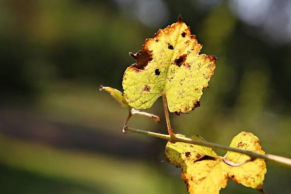 autumn leaves in korea are dyeing