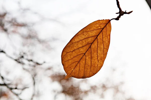 Autumn Leaves Korea Dyeing — Stock Photo, Image