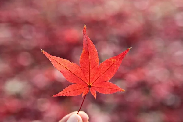 Feuilles Automne Corée Teignent — Photo