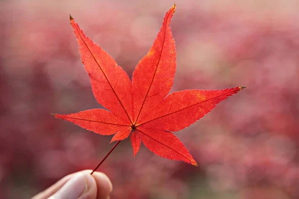 Feuilles Automne Corée Teignent — Photo