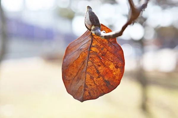 Folhas Outono Coréia Estão Tingindo — Fotografia de Stock