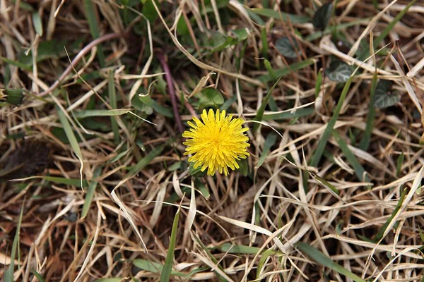 Fiori Primaverili Nel Parco Coreano — Foto Stock