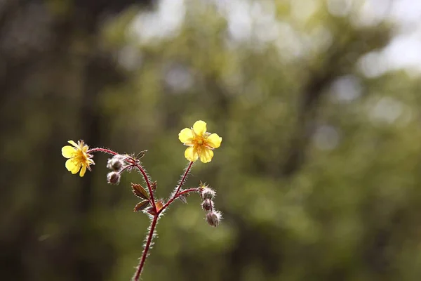 Wiosenne Kwiaty Koreańskim Parku — Zdjęcie stockowe