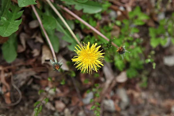 Spring Flowers Korean Park — Stock Photo, Image