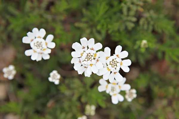 Spring Flowers Korean Park — Stock Photo, Image