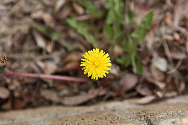 Frühlingsblumen Koreanischen Park — Stockfoto