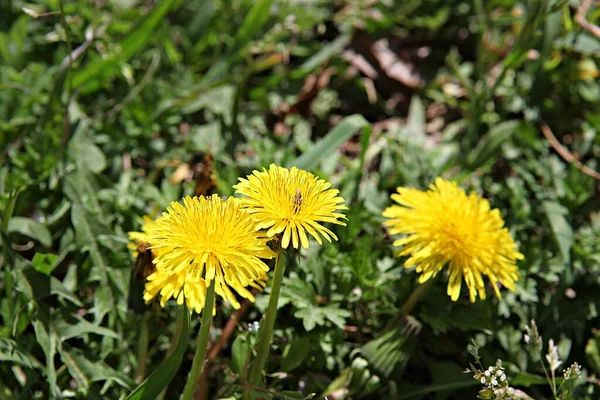 Spring Flowers Korean Park — Stock Photo, Image