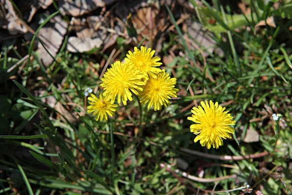 Spring Flowers Korean Park — Stock Photo, Image