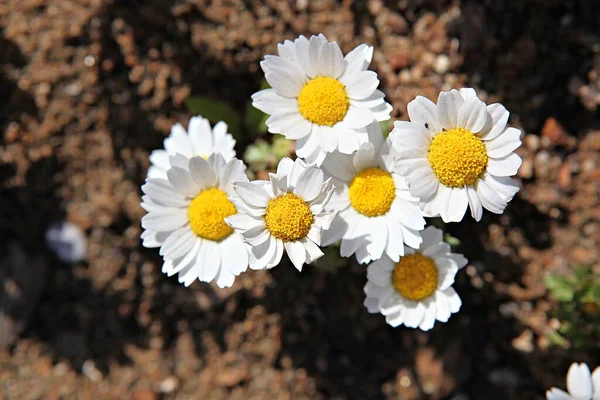 Flores Primavera Parque Coreano — Fotografia de Stock