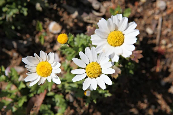 Frühlingsblumen Koreanischen Park — Stockfoto