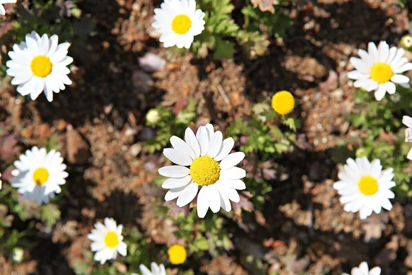 Spring Flowers Korean Park — Stock Photo, Image