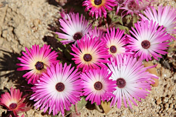 Spring Flowers Korean Park — Stock Photo, Image