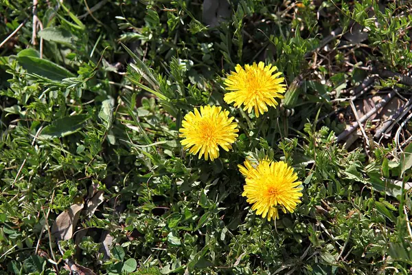 Kore Parklarında Bahar Çiçekleri — Stok fotoğraf