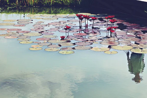 Lente Bloemen Koreaanse Parken — Stockfoto