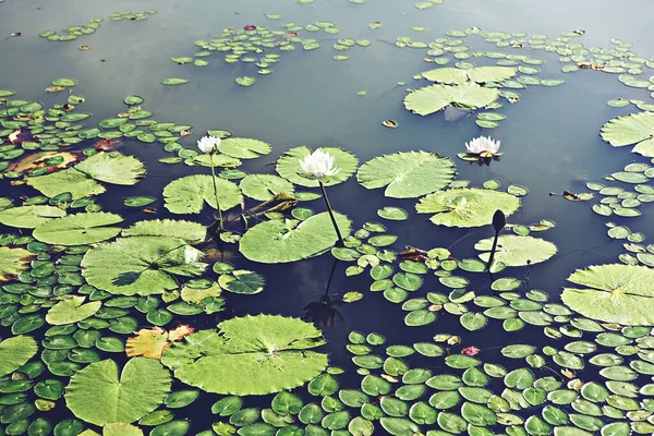 Vårblommor Koreanska Parker — Stockfoto