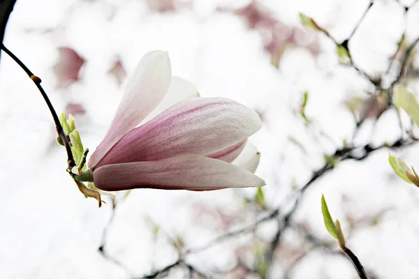 Frühlingsblumen Koreanischen Parks — Stockfoto