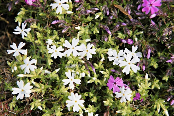 Tavaszi Virágok Koreai Parkok — Stock Fotó