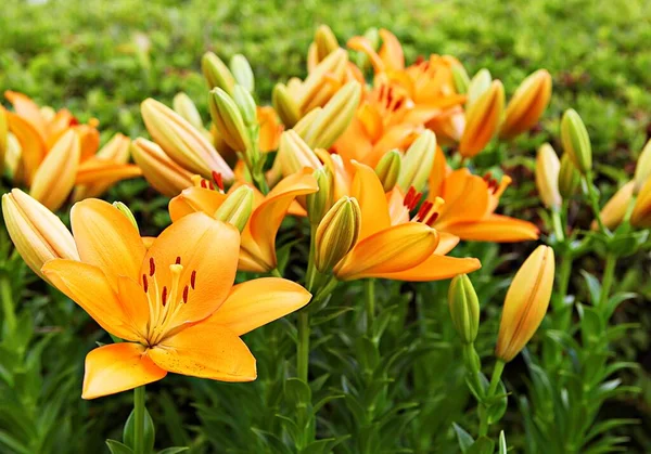 Tavaszi Virágok Koreai Parkok — Stock Fotó