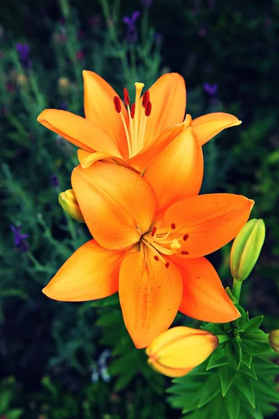 Flores Primavera Parques Coreanos — Fotografia de Stock