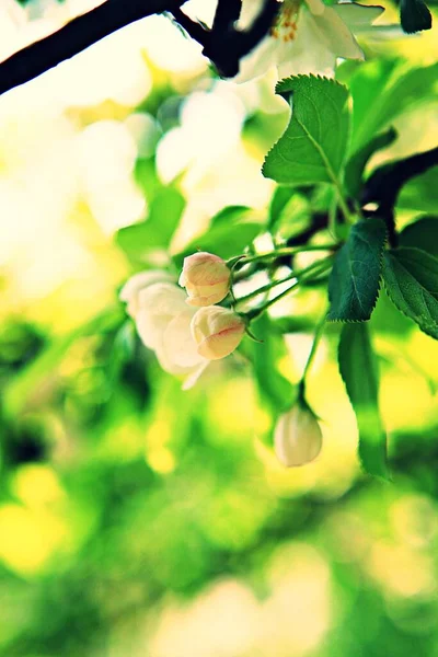 Lente Bloemen Koreaanse Parken — Stockfoto