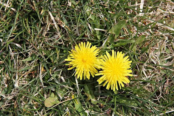 Fiori Primaverili Nei Parchi Coreani — Foto Stock