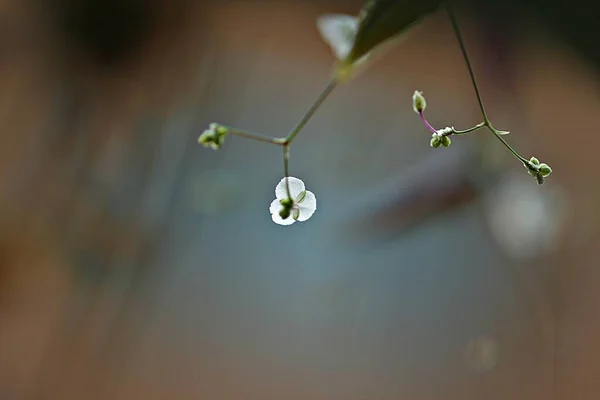 Spring Flowers Korean Parks — Stock Photo, Image