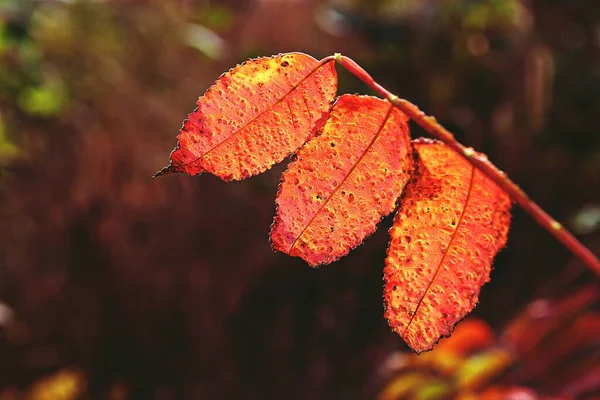 Autumn Leaves Korea Dyeing Stock Photo