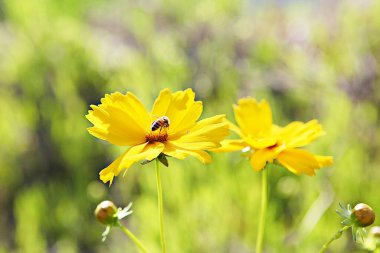 Kore parklarında bahar çiçekleri