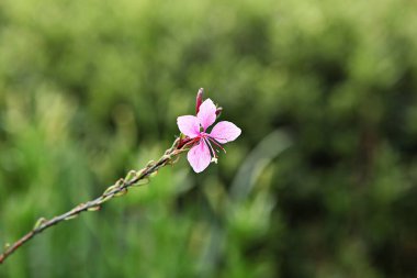 Kore parklarında bahar çiçekleri