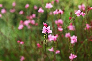 Kore parklarında bahar çiçekleri