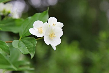 Kore parklarında bahar çiçekleri